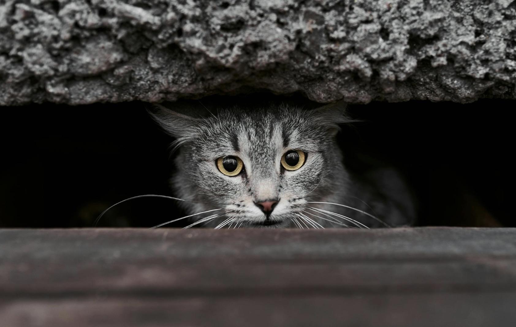 Accompagner un chat stressé grâce à l'ostéopathie