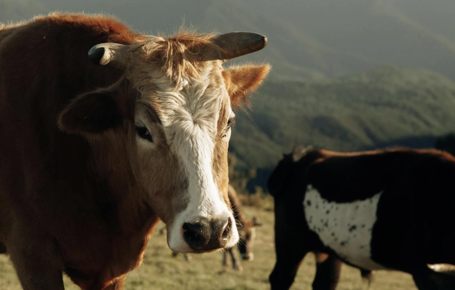 Vache